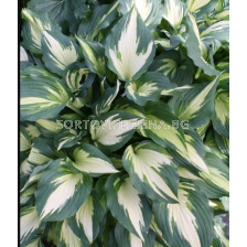 Хоста Christmas Candy - 1 бр.