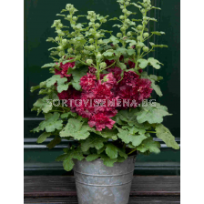 Ружа-джудже Crimson - 1 бр. фиданка (30 см)