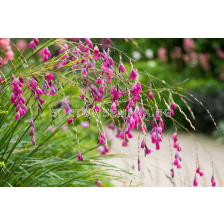 Диерама/ Dierama pulcherrimum -  1 бр.