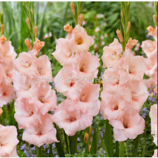 Гладиол large-flowered Apricot Beauty - 1 бр.
