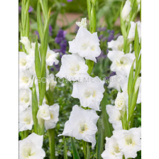 Гладиол large-flowered Argenta - 1 бр.