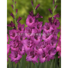 Гладиол large-flowered 'Thalia' - 1 бр.