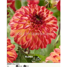 Далия decorative Ding a Dong - 1 бр.