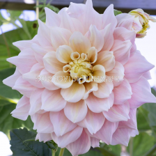 Далия decorative dinnerplate Break Out - 1 бр.