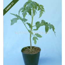 Подложка за домати CADDY F1 - 100 сем