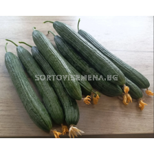 Семена краставици Понтиус /SVCE 1524/ F1 - 100 семена