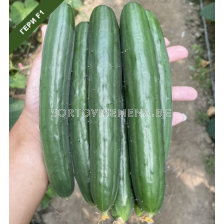 Семена краставици Гери /Geri (TSX- CU235) F1 - 1000 сем