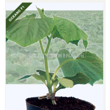 Подложка за дини Oceano F1 - 100 сем.