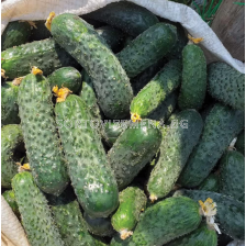 Семена корнишони Мадрилене F1 - 250 семена