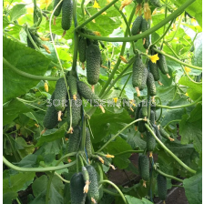 Семена корнишони  Мадейра F1 - 250 семена