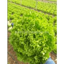 Семена салата Базилак - 1000 семена