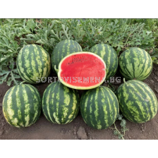 Семена дини Кабаред//SVWT8883/ F1 - 250 семена