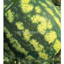 Семена дини Галери F1 - 250 семена