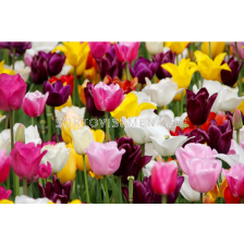 Лалета микс 50 бр.