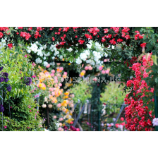 РАЗПРОДАЖБА НА РОЗИ (корени) - 5 бр.микс