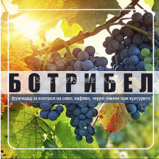 Ботрибел