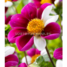 далия Mignon Twyning's Smartie