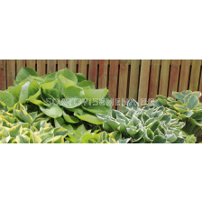 Хоста микс 10 бр. (промоция)