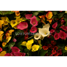 Кала микс 10 бр. (промоция)