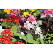 Бегонии микс - 10 бр. (промоция)