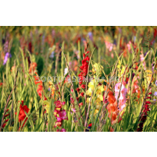 Гладиоли микс 50 бр. (промоция)