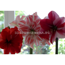 Амарилиси микс 5 бр. (промоция)