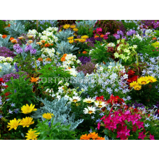 ПРОМОЦИЯ НА ПРОЛЕТНИ ЛУКОВИЦИ И КОРЕНИЩА (СЕЗОН 2026)