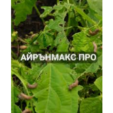 Айрън Макс про - 20кг