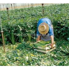 Целина дръжкова Делне - ESASEM - 1 000 сем (пелетирани)