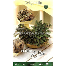 Селагинела (йерихонска роза) Rose of Jericho - 1бр