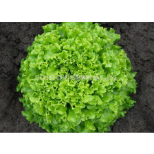 Салата батавия / Sementel / Bejo - 10 броя кутия с 5000 семена