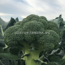 Семена броколи Андерсия - 2500 семена