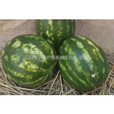 Семена дини Сентинел F1 - 250 семена