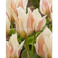 Лале greigii Serano - 1 бр.