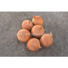 Семена лук Седона F1/ Onion Sedona F1 - 250 000 семена 