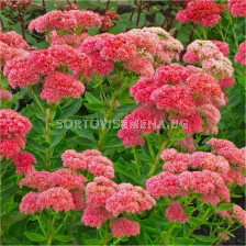 Седум /  Sedum Herbstfreude / 1 бр				 