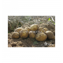 СЕМЕ КАРТОФИ VINETA/ SEED POTATOES VINETA - КАТЕГОРИЯ A