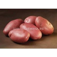 семе червени картофи Стемстер