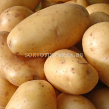 семе картофи Аида (Актрис) - 5кг