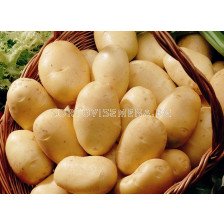 Семе картофи Фрисландер
