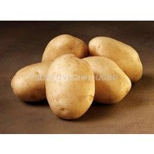 семе картофи Марине