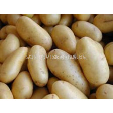 семе картофи Симега 5кг