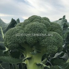 Семена броколи Андерсия - 2500 семена