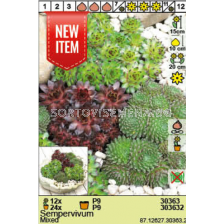 Семпервивум/ Sempervivum Mixed - 1 брой - sortovisemena.bg Семпервивум/ Sempervivum Mixed - 1 брой