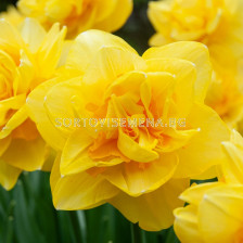 Нарцис/ DOUBLE NARCISSUS Sherborne - 1 бр.