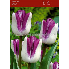 Лале/ Tulips triumph Shiun - 1 бр.