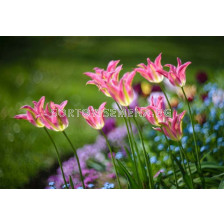 Лале/ Tulipa Showbizz - 1 бр.