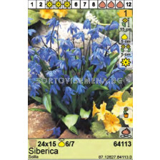 Синчец/ Scilla Siberica - Пакет: 1 оп. - 15 бр.