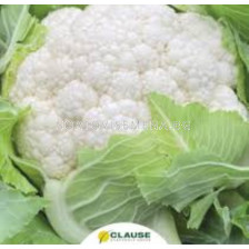 Семена карфиол SIGURD F1 /ZKI/- 2 500 семена