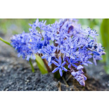 Синчец /Scilla Bifolia blue/